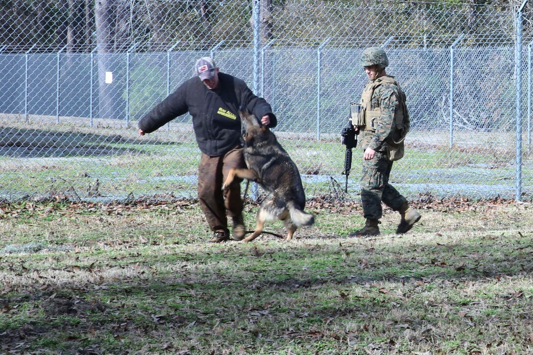 Military Police from 2nd Law Enforcement Battalion show their dogs' capabilities during a military working dog demonstration at the II Marine Headquarters Group Enabler Battalion Capability Expo on January 15. The military working dogs from 2nd LE Bn are trained to chase and take down targets that the MPs designate.