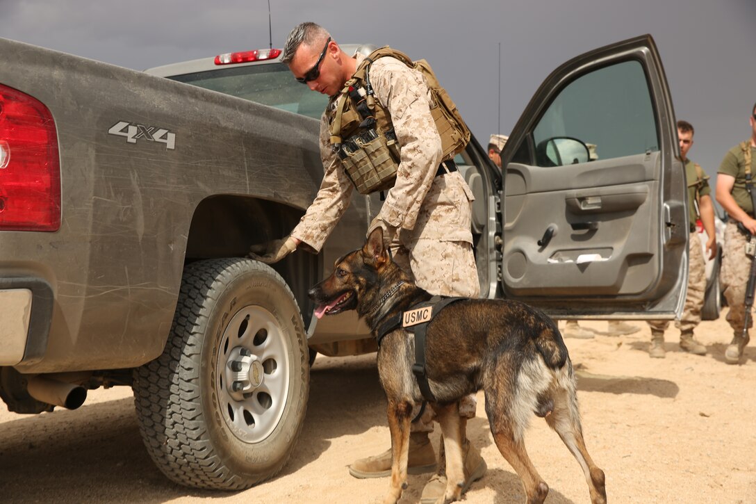 Cpl. Paul Kelley, working dog handler, Provost Marshal’s Office, points at different sections of a vehicle for Gabi, military working dog, to search during a class on checkpoint searches with military working dogs for the Engineer Company of Marine Wing Support Squadron 374 at Camp Wilson, July 25, 2014


