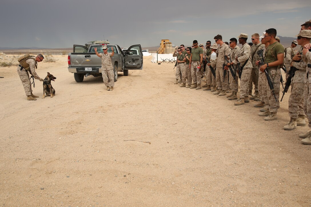 Sgt. Daniel Andrzejewski, K9 training chief, Provost Marshal's Office, explains the area where Gabi, military working dog, will search during a class on checkpoint searches with military working dogs for the Engineer Company of Marine Wing Support Squadron 374 at Camp Wilson, July 25, 2014.


