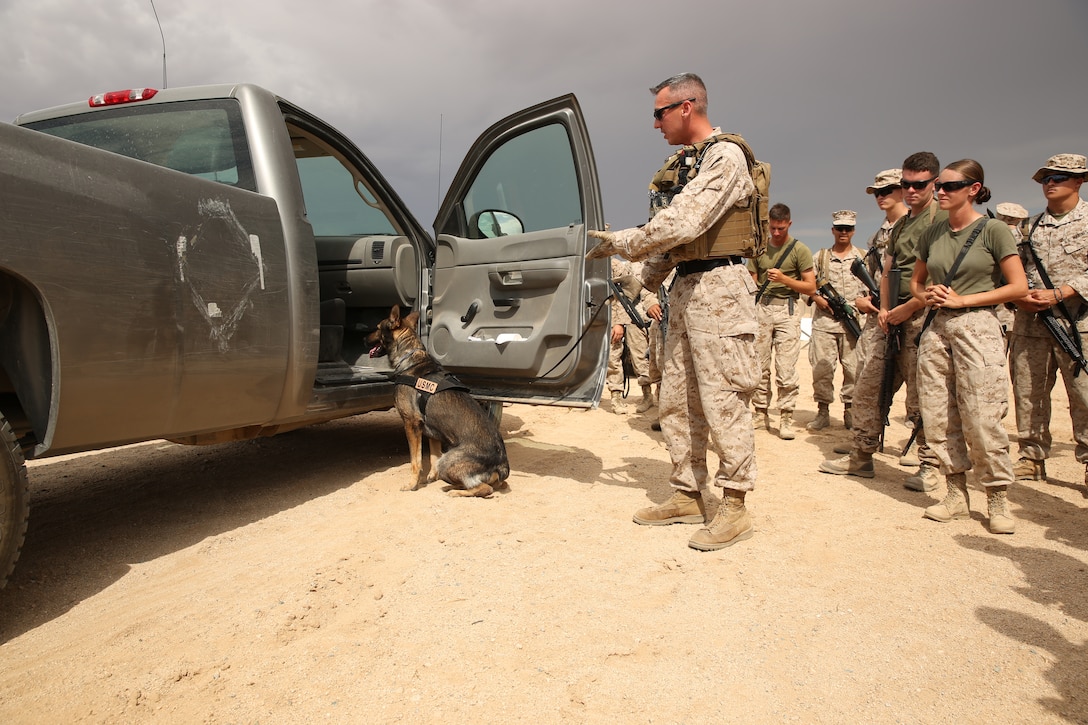 Gabi, military working dog, finds a substance and alerts Cpl. Paul Kelley, military working dog handler, Provost Marshal’s Office, by sitting down and pointing during a class on checkpoint searches with military working dogs for the Engineer Company of Marine Wing Support Squadron 374 at Camp Wilson, July 25, 2014


