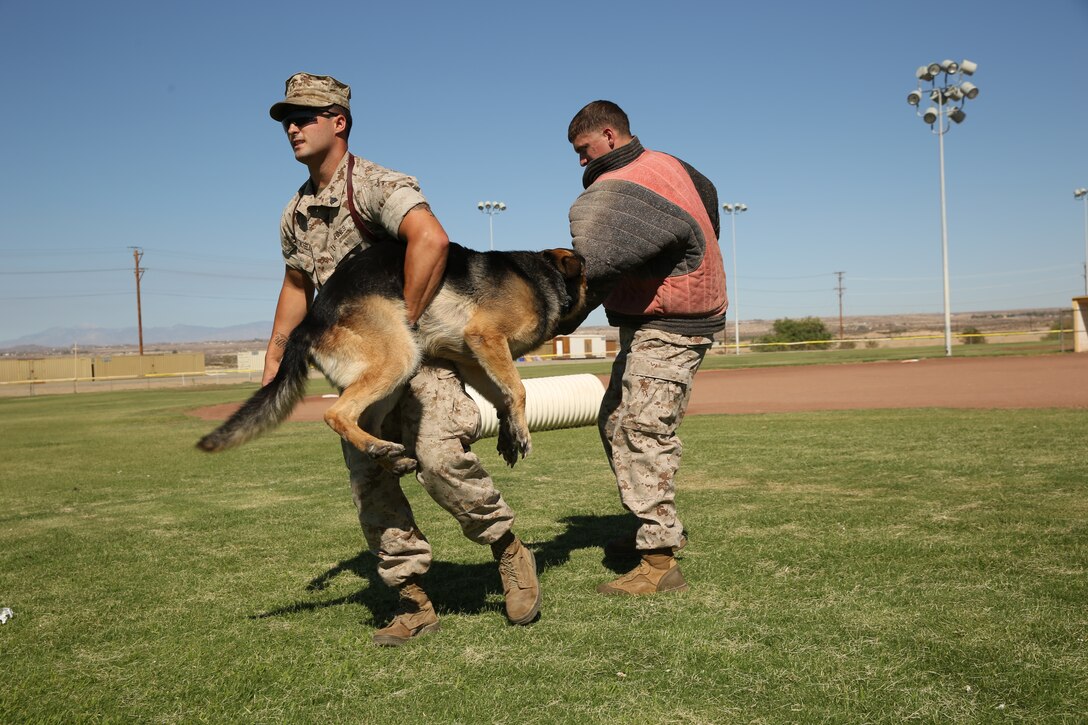 Cpl. Darren Westmoreland, military working dog handler, Provost Marshal’s Office, demonstrates the focus of Colli, military working dog, after a bite connects with a target by attempting to pull him away from Cpl. Johnathan Scudder, military working dog handler, PMO during a K-9 Demonstration for Headquarters Battalion Marines and families at Del Valle Field, July 24, 2014.


