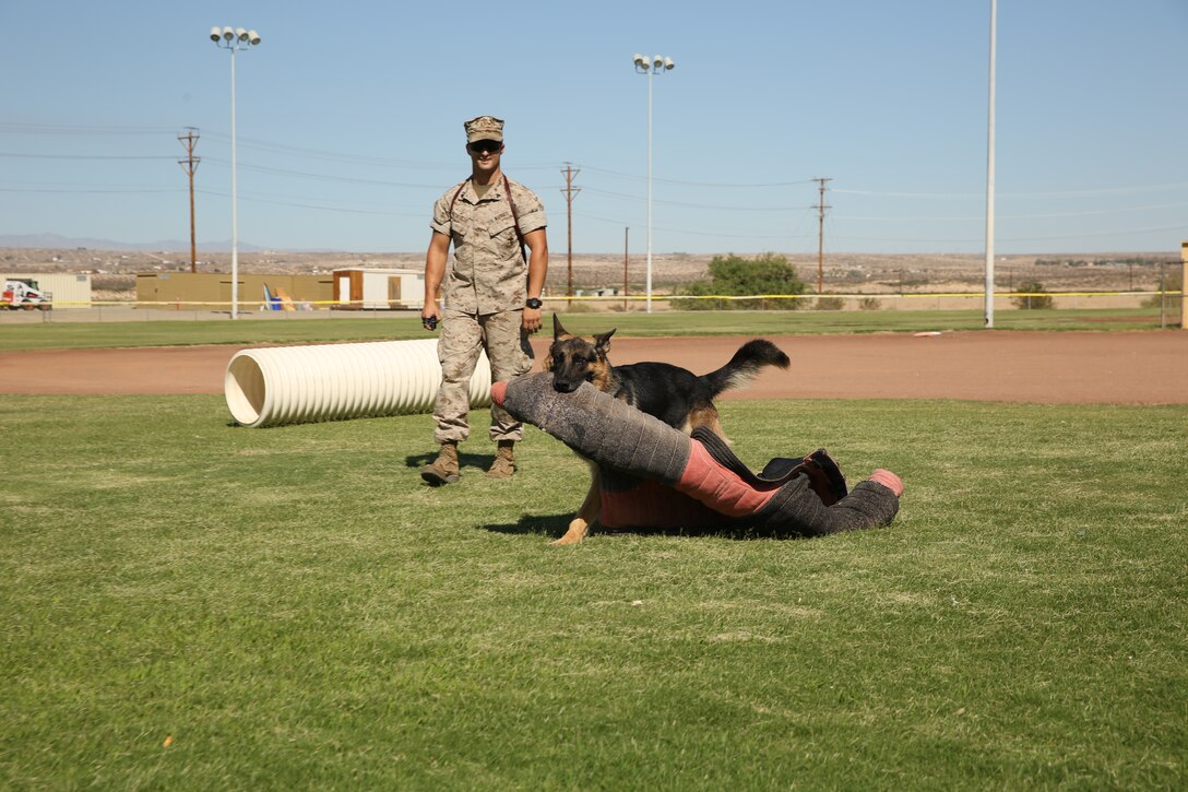 Cpl. Darren Westmoreland, military working dog handler, Provost Marshal’s Office, observes Colli, military working dog, as he walks away in victory with a bite suit after a successful bite exercise during a K-9 Demonstration for Headquarters Battalion Marines and families at Del Valle Field, July 24, 2014.