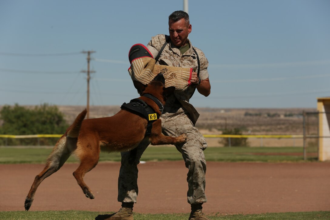 Cchaz, military working dog, leaps to bite Cpl. Paul Kelley, military working dog handler, Provost Marshal’s Office, during a K-9 Demonstration for Headquarters Battalion Marines and families at Del Valle Field, July 24, 2014.


