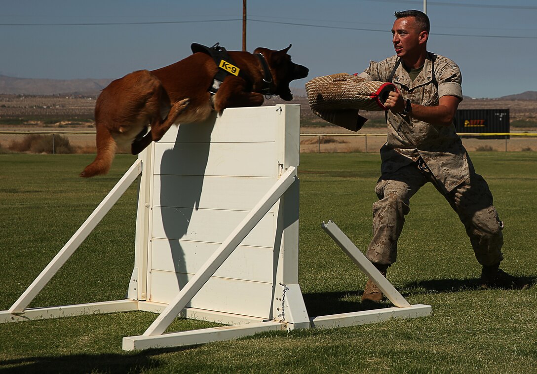 Cchaz, military working dog, jumps over an obstacle to reach his target, Cpl. Paul Kelley, military working dog handler, to show the determination each dog has to follow an order from their handler during a K-9 Demonstration for Headquarters Battalion Marines and families at Del Valle Field, July 24, 2014.


