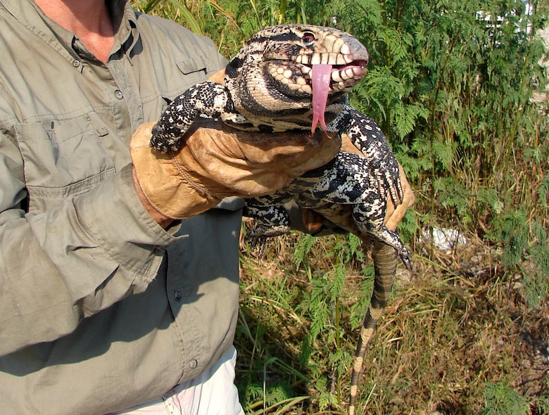 The Everglades Cooperative Invasive Species Management Area battles non-native animal species such as pythons and this black and white tegu, a voracious egg-eater that targets the nests of threatened and endangered animals such as sea turtles, crocodiles and birds. 