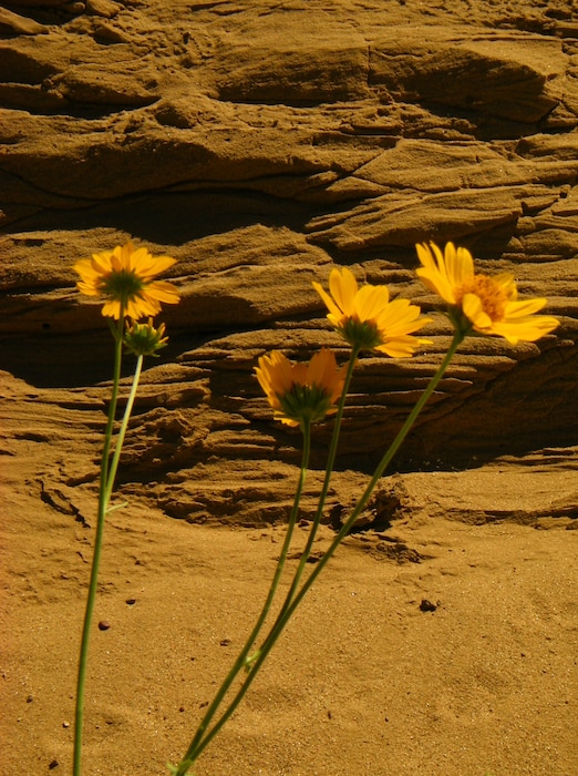 EL PASO, TX. -- Sandstone and sunflowers at the base of a terrace for the Sparks Arroyo. Photo by Michael Porter, June 12, 2009.