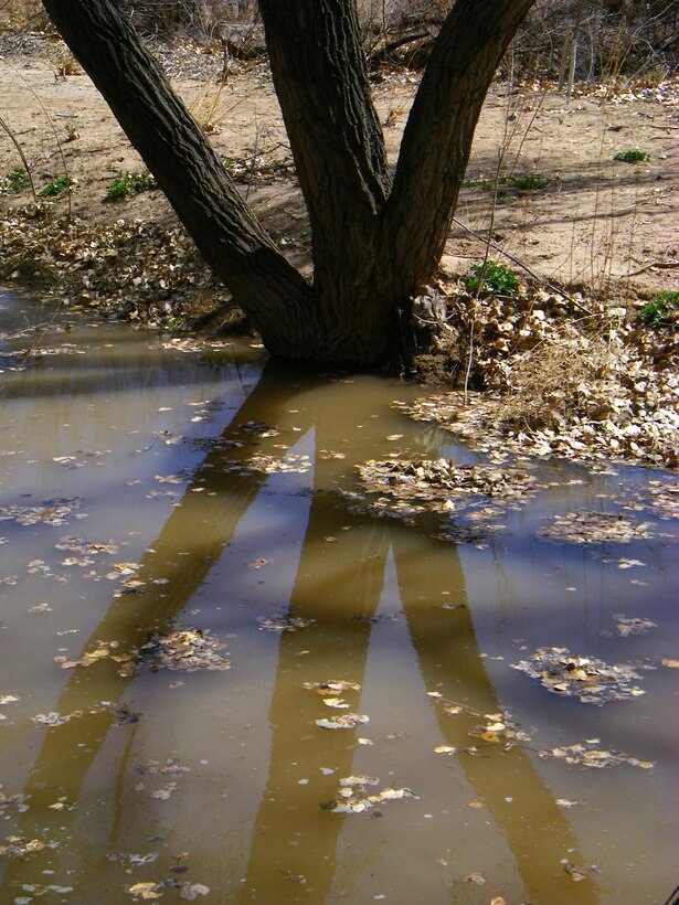 ALBUQUERQUE, N.M. -- A tree trunk reflects in the water at the Rio Grande Nature Center Restoration Project, March 25, 2009. Photo by Michael Porter.
