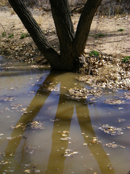 ALBUQUERQUE, N.M. -- A tree trunk reflects in the water at the Rio Grande Nature Center Restoration Project, March 25, 2009. Photo by Michael Porter.