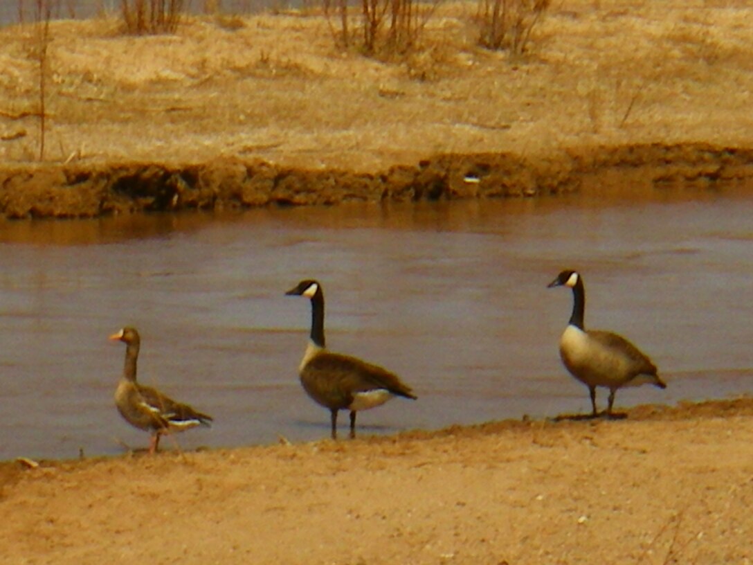 ALBUQUERQUE, N.M., -- Wildlife at the Rio Grande Nature Center Restoration Project, March 25, 2009. Photo by Michael Porter.