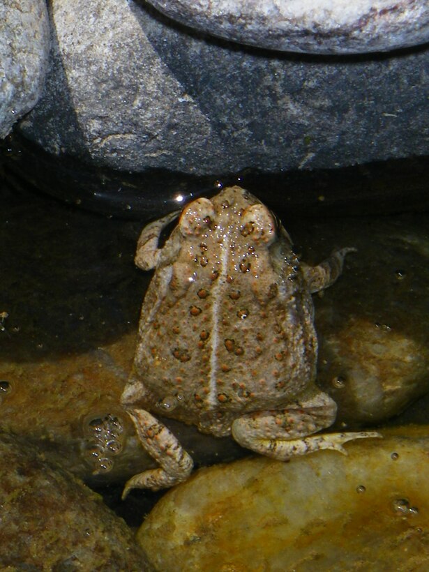 ALBUQUERQUE, N.M., -- Woodhouse toad in a small pool on the Rio Grande, May 13, 2009. Photo by Michael Porter.