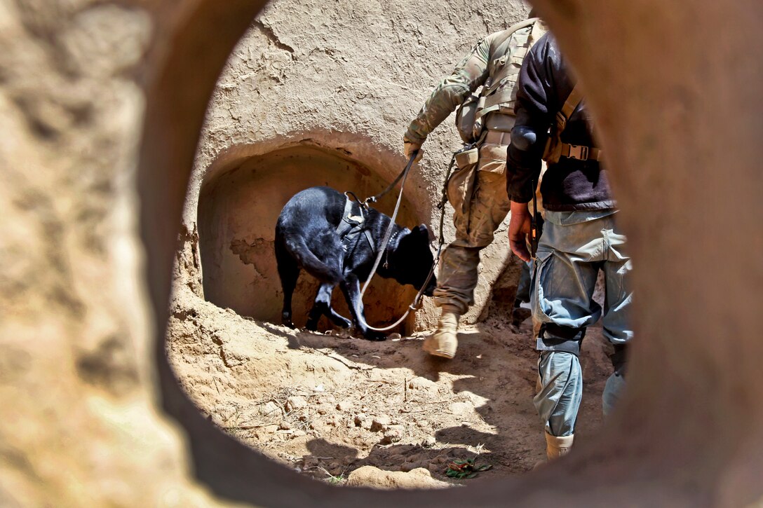 U.S. Army Sgt. Ryan Henderson and Satin, his military working dog, search an Afghan home in the village of Spine Gundey in the Gelan district of Afghanistan’s Ghazni province, May 10, 2012. Henderson is assigned to the 82nd Airborne Division’s 1st Brigade Combat Team.  
