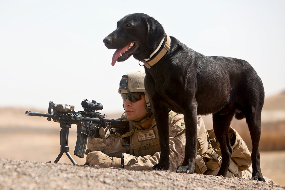 U.S. Marine Corps Cpl. Sean Grady and Ace, a military working dog trained to detect improvised explosive devices, provide security during a patrol in the Khan Neshin district of Afghanistan's Helmand province, April 27, 2012. Grady, a dog handler and pointman assigned to Echo Company, 1st Light Armored Reconnaissance Battalion, and Ace have located 16 roadside bombs, the most of any team in their battalion since arriving in the province last October.  
