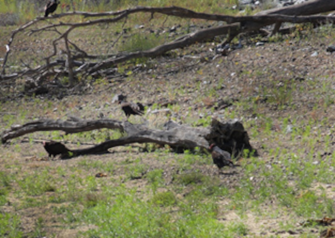 Fattened vultures wait along Lake Mendocino shoreline Saturday after dining on carp carcasses for more than a week. U.S. Army Corps of Engineers officials estimate between 5,000 to 10,000 carp have died at Lake Mendocino in the past week. The California Department of Fish and Wildlife and University of California at Davis Veterinary Teaching Hospital are testing water and fish samples to find the root cause of the fish deaths.