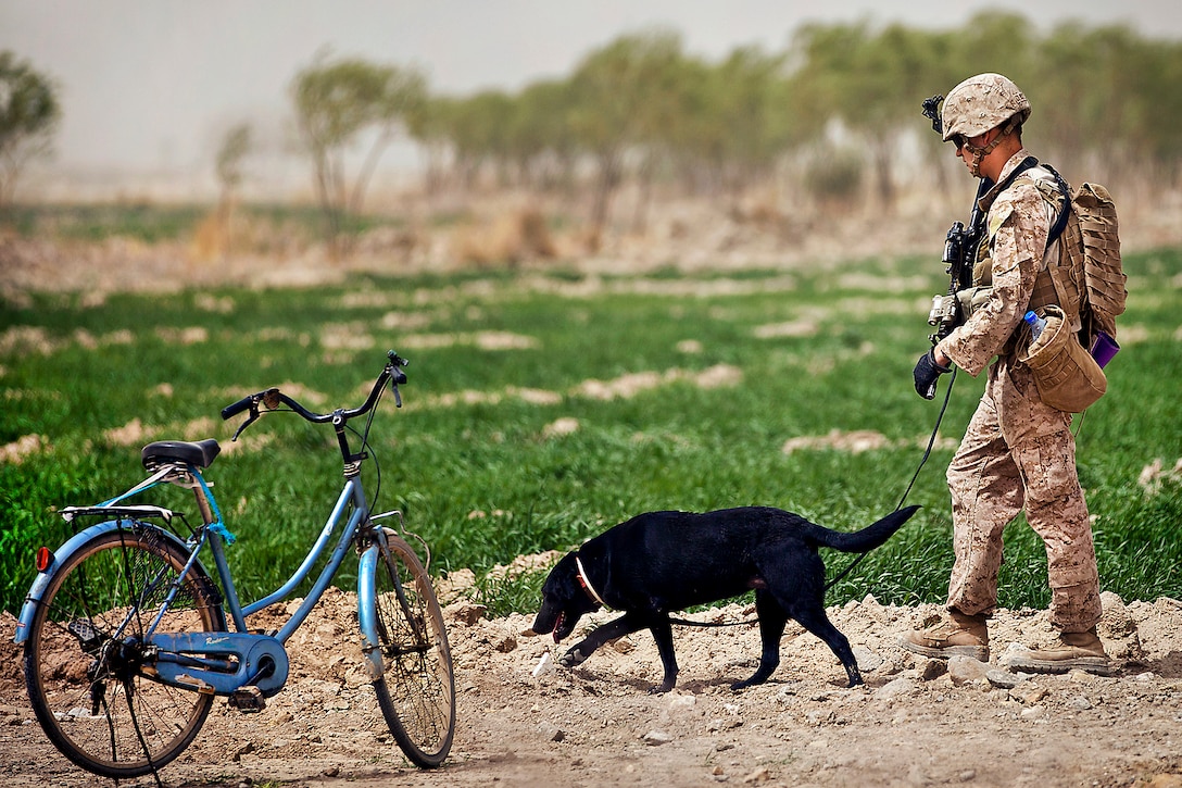 U.S. Marine Cpl. Kyle Click and his military working dog, Windy, an improvised explosive device detection dog, search the perimeter of the Safar School compound in the Garmsir district of Afghanistan's Helmand province, March 18, 2012. Click and Windy are assigned to Kilo Company, 3rd Battalion, 3rd Marine Regiment.  
