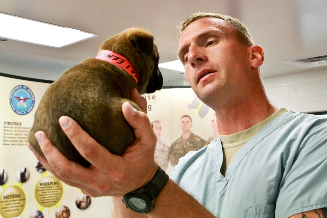 Army Sgt. 1st Class Russell Minta, senior noncommissioned officer for the Defense Department's Military Working Dog Breeding Program on Lackland Air Force Base in San Antonio, holds a puppy in his hand. The program provides working dogs to every service branch and numbers among the largest military breeding programs in the world.  
