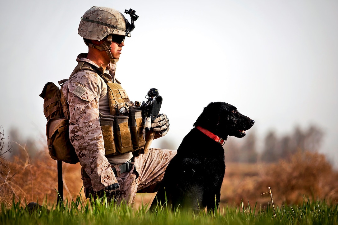 U.S. Marine Lance Cpl. Nick Lacarra provides security in a field with his military working dog, Coot, during a patrol with Afghan Border Police in Helmand province, Afghanistan, Jan. 30, 2012. Lacarra is a improvised explosive device detection dog handler assigned to Weapons Company, 3rd Battalion, 3rd Marine Regiment.  
