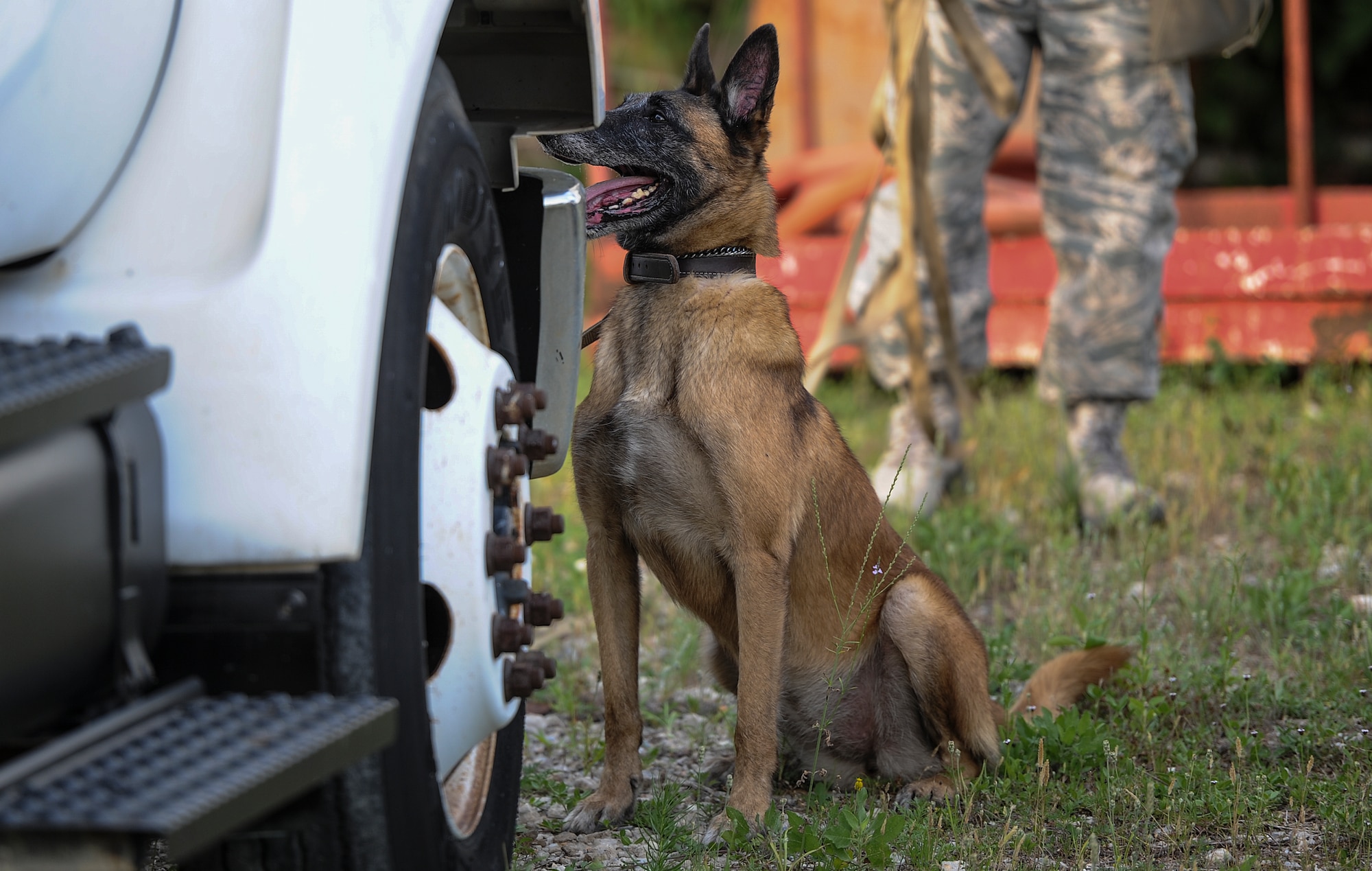 Cora, 1st Special Operations Security Forces Squadron military working dog, waits for his toy on Hurlburt Field, Fla., May 26, 2014. Cora and Staff Sgt. Corey Rainge, 1st Special Operations Security Forces Squadron military working dog handler have been training together since May 1. (U.S. Air Force photo/Senior Airman Christopher Callaway)