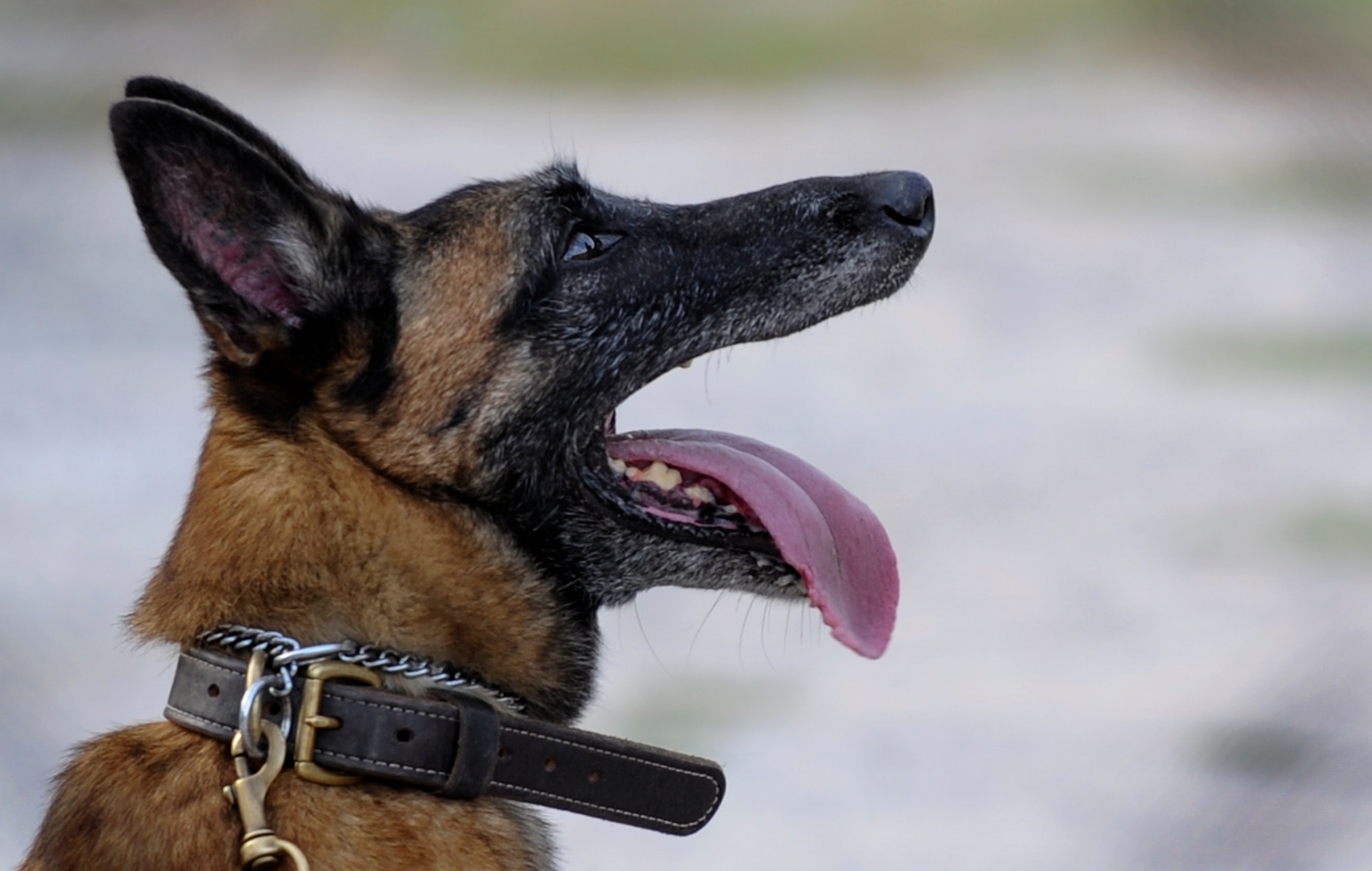 Cora, 1st Special Operations Security Forces Squadron military working dog, waits for her toy on Hurlburt Field, Fla., May 26, 2014. MWDs and their handler’s mission are to support the flightline, help secure the base and protect the people who come in and out of the gates. (U.S. Air Force photo/Senior Airman Christopher Callaway) 