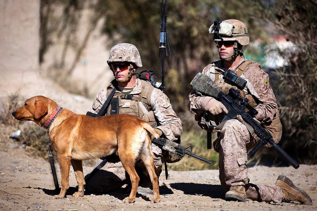 U.S. Marine Corps Lance Cpls. James Blomstran, left, and Ryan Gerrity, right, and their military working dog, Sage, halt during a security patrol in Helmand province, Afghanistan, Dec. 12, 2011. Blomstran and Gerrity are assigned to the 2nd Platoon, Lima Company, 3rd Battalion, 3rd Marine Regiment.  
