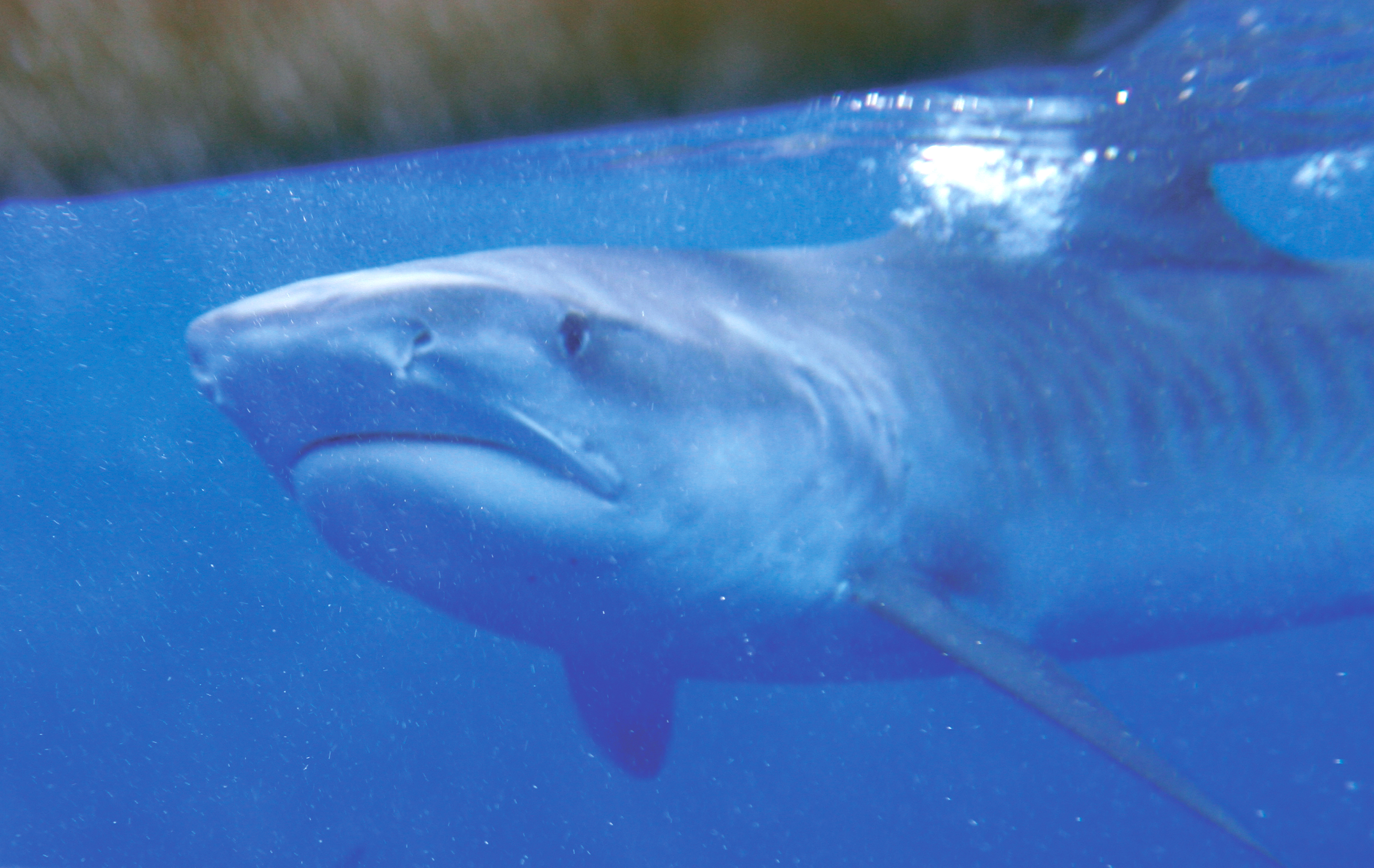 Sharks Increase Presence Around Base Marine Corps Base Hawaii News Article Display