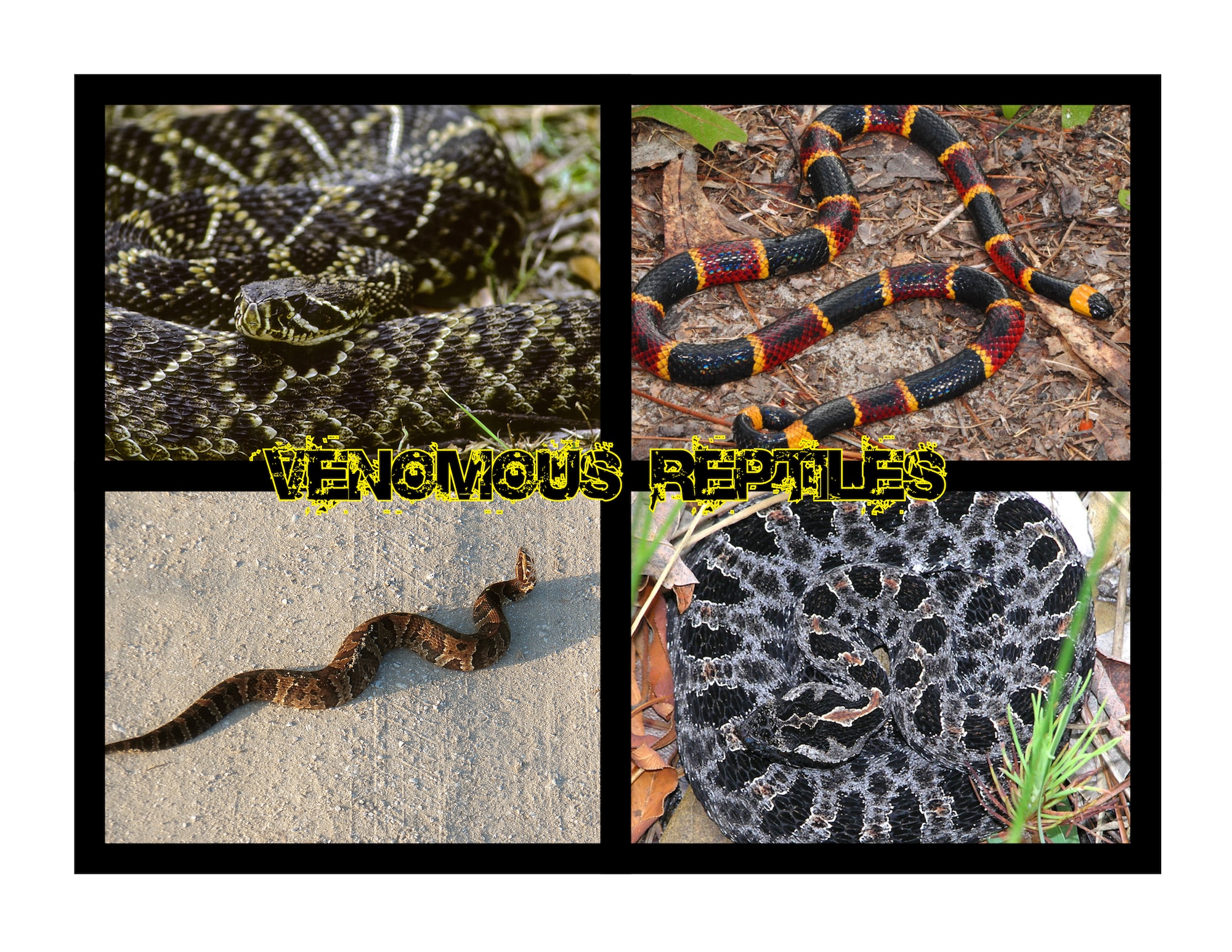 South Florida is home to four venomous species of snakes that can be found on Homestead Air Reserve Base, Florida. Shown clockwise in the graphic are the Florida Diamondback, Coral Snake, Pygmy Rattler, and the Water Moccasin. (U.S. Air Force Graphic)