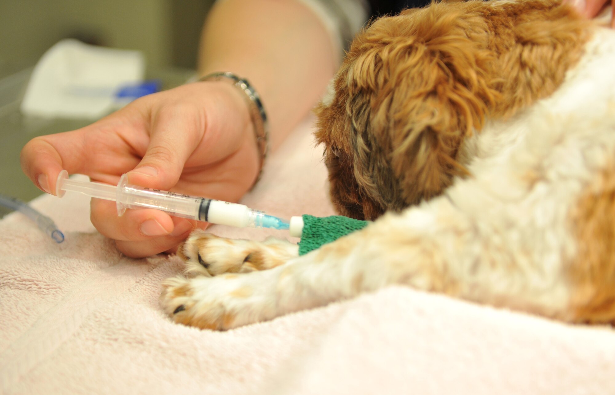 Chelsie Thompson, 106th Medical Detachment animal health technician, delivers anesthesia through the IV of Thor, a shih tzu, to prepare him for a minor operation at the Veterinary Treatment Facility on Osan Air Base, Republic of Korea, June 3, 2014. Thor was neutered and given all necessary vaccinations like all cats and dogs housed at Osan’s Homeward Bound animal shelter. (U.S. Air Force photo/Airman 1st Class Ashley J. Thum)
