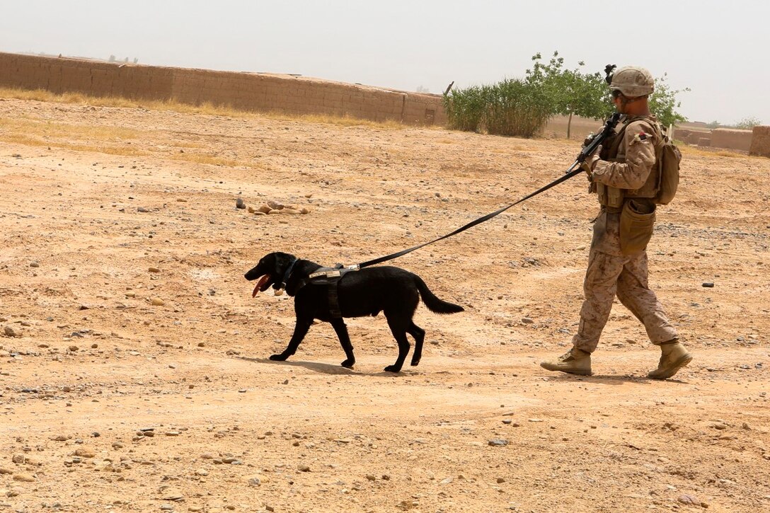 Lance Cpl. Justin Crago, a native of Tullahoma, Tennessee, patrols with Cpl. Lucky, his Improvised Explosive Device Detection Dog, to detect explosives during a reconnaissance patrol near Patrol Base Boldak in Helmand province, Afghanistan, May 15, 2014.  Crago, a dog handler with Charlie Company, 1st Battalion, 2nd Marine Regiment, along with Marines and sailors with the unit, conduct daily patrols in order to maintain trust and communication with the local Afghan population. (U.S. Marine Corps Photo by Cpl Michael Dye/Released)