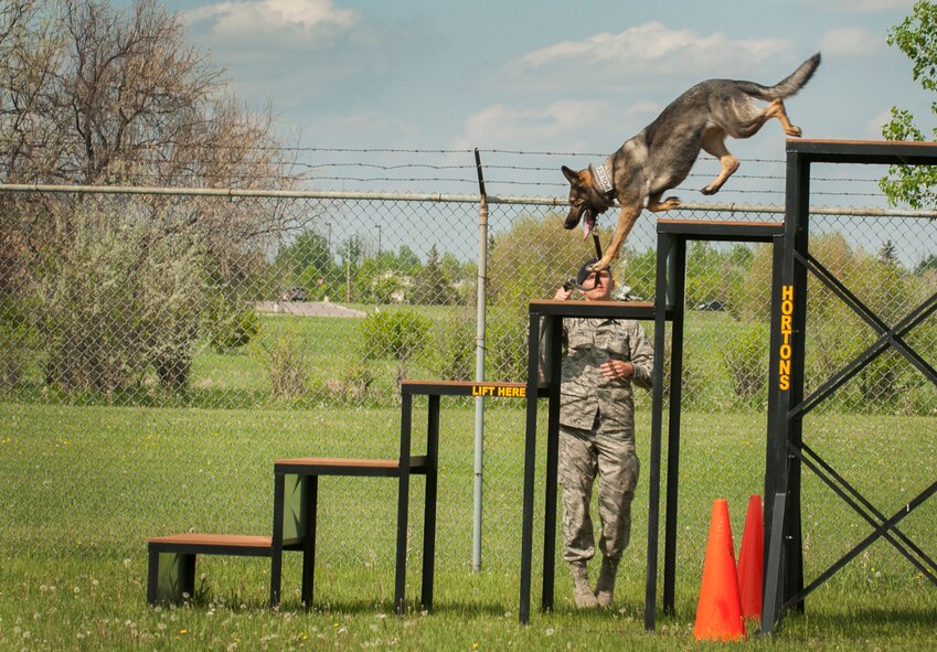 Staff Sgt. Christopher Averill, 5th Security Forces Squadron military working dog handler, guides MWD Kety over an obstacle during a demonstration at Minot Air Force Base, N.D., June 3, 2014. Demonstrations allow the handlers to highlight how well-trained the MWDs are. (U.S. Air Force photo/Airman 1st Class Apryl Hall)