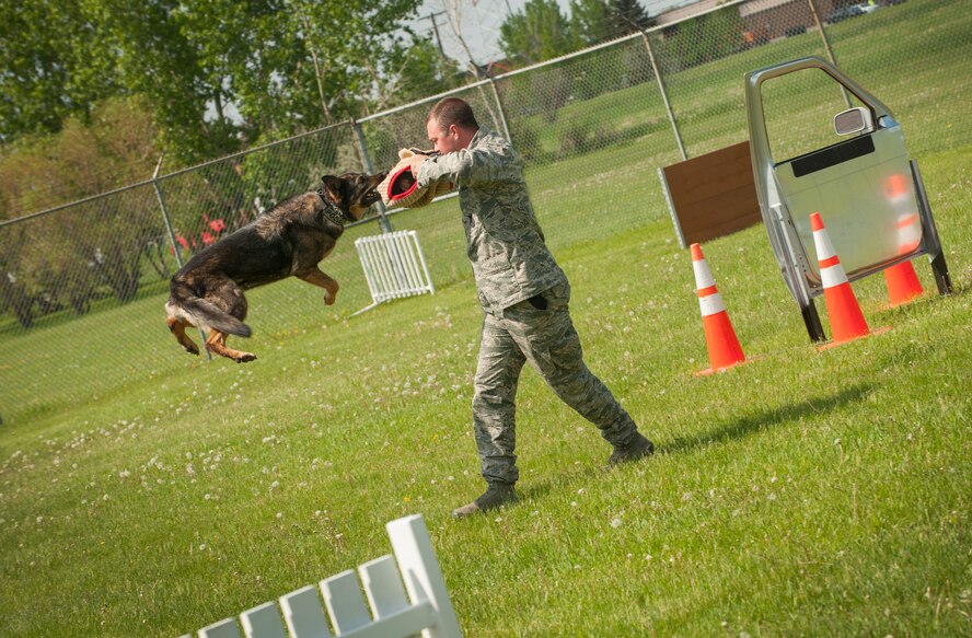 Tech. Sgt. David Wyrick, 5th Security Forces Squadron military working dog handler, demonstrates the strength of a MWD at Minot Air Force Base, N.D., June 3, 2014. Demonstrations allow the handlers to highlight how well-trained the K-9s are. (U.S. Air Force photo/Airman 1st Class Apryl Hall)