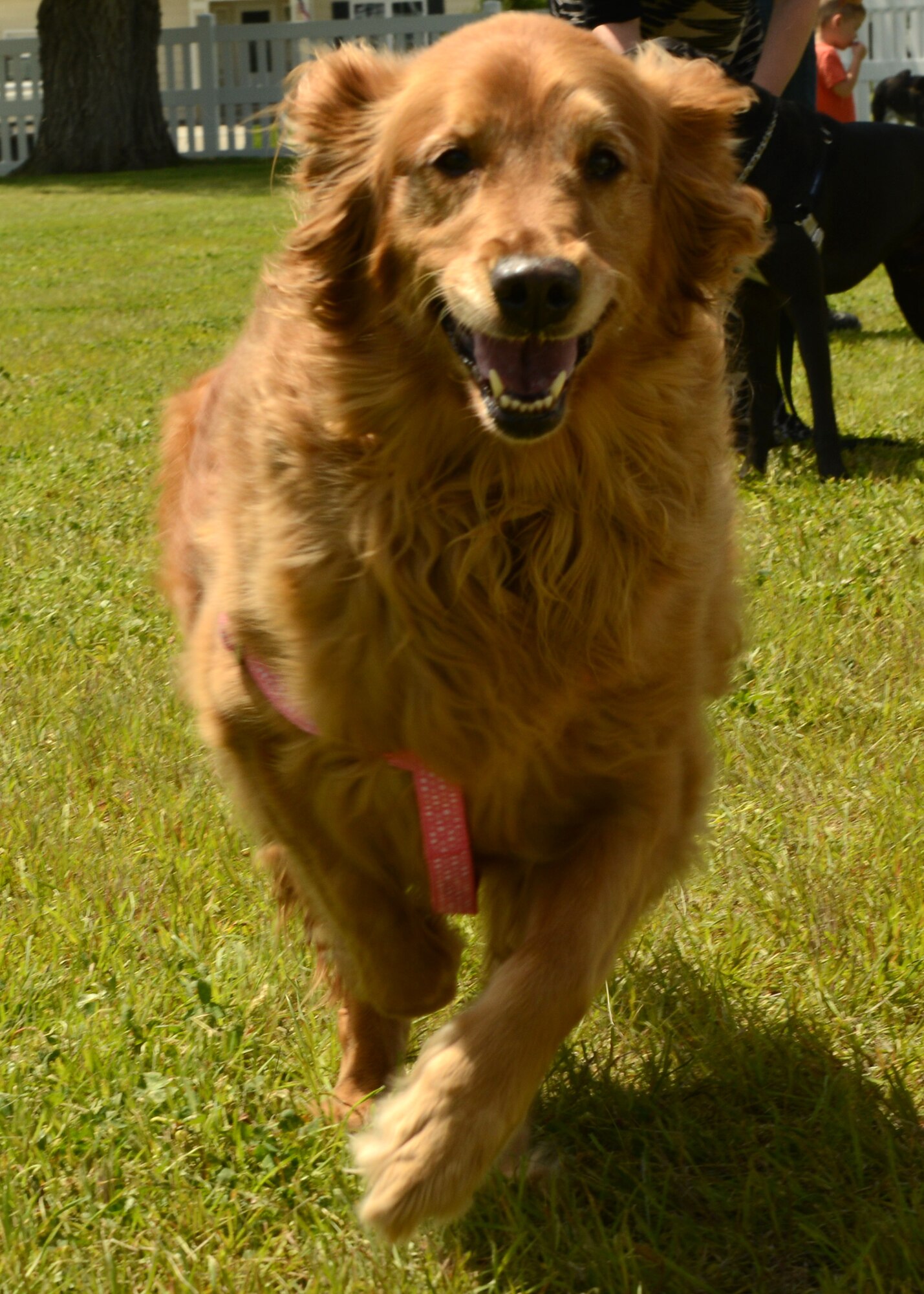 Lily, a golden retriever, is all smiles as she runs around the Malmstrom Air Force Base dog park without a leash during the grand opening on June 6. The park is located at the corner of Cedar and Oak Street. (U.S. Air Force photo/Senior Airman Katrina Heikkinen)