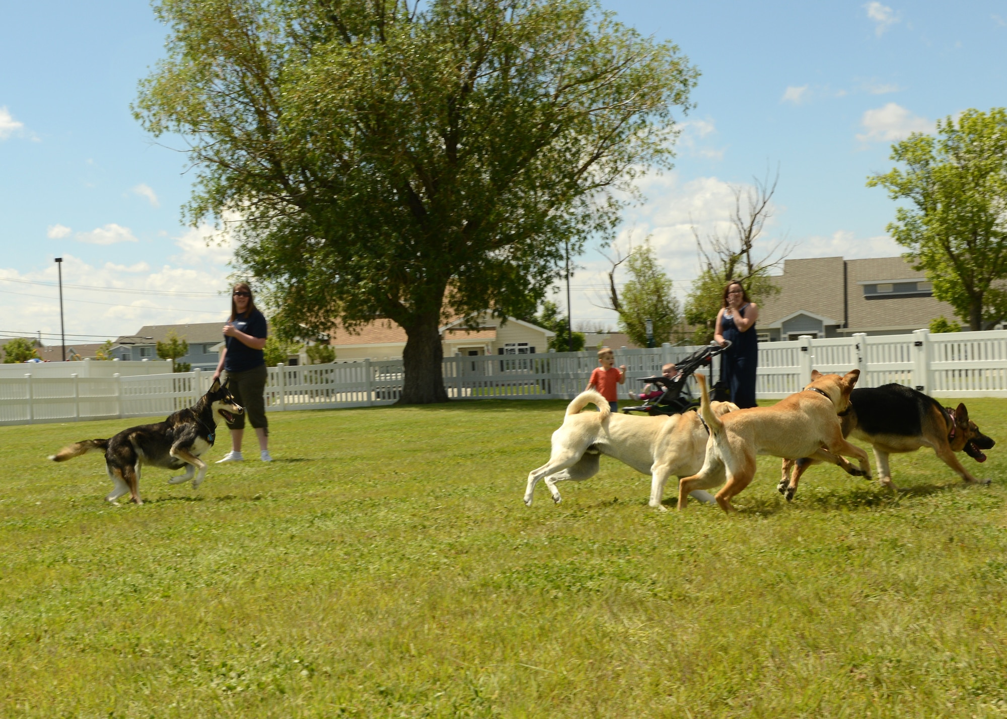 Dogs run around at the Malmstrom Air Force Base dog park on June 6. The new park provides a safe place for Team Malmstrom members to bring their dogs – without a leash. (U.S. Air Force photo/Senior Airman Katrina Heikkinen)
