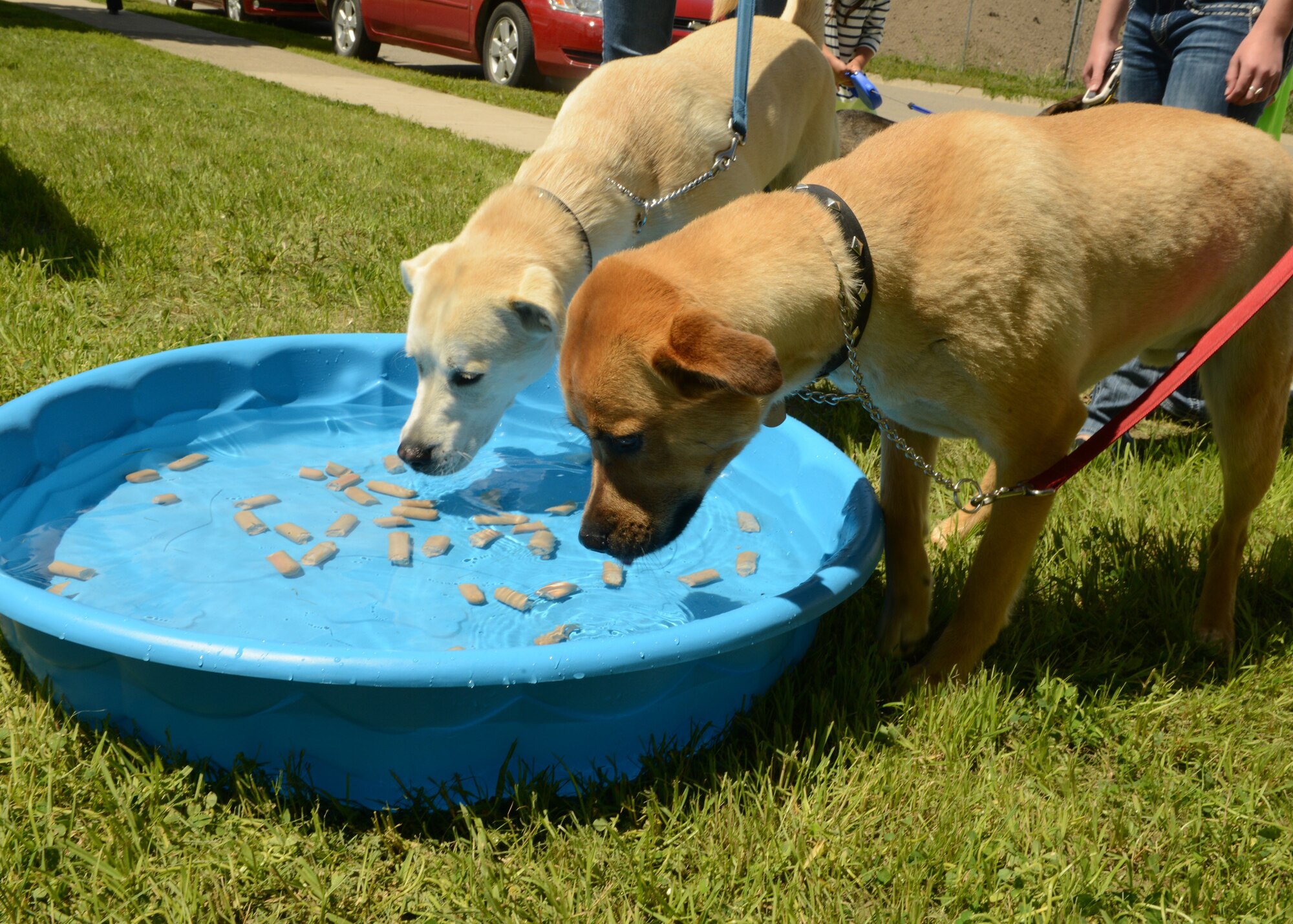 Doc and Ace reach for a hot dog during the grand opening of the Malmstrom Air Force Base dog park on June 6. The grand opening included a K-9 demonstration by the 341st Security Forces Squadron military working dog section, games and giveaways. (U.S. Air Force photo/Senior Airman Katrina Heikkinen)