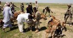 A member of the Afghan National Civil Order Police secures a sheep for inoculation by an Afghan veterinarian while other members of the ANCOP and the International Security Assistance Force attempt to keep the other sheep in a central location. The 1st Battalion, 125th Infantry Regiment, 37th Infantry Brigade Combat Team assisted their ANCOP partners during this operation. The 37th IBCT is deployed to northern Afghanistan in support of ISAF in order to build Afghan National Police capacity.