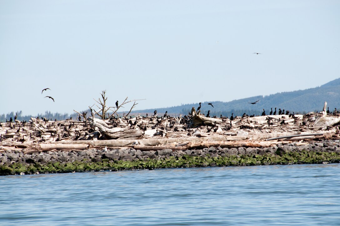 Double-crested cormorants on East Sand Island near the mouth of the Columbia River consume about 11 million juvenile salmonids annually. The young fish, listed under the Endangered Species Act, migrate through the estuary to the Pacific Ocean.