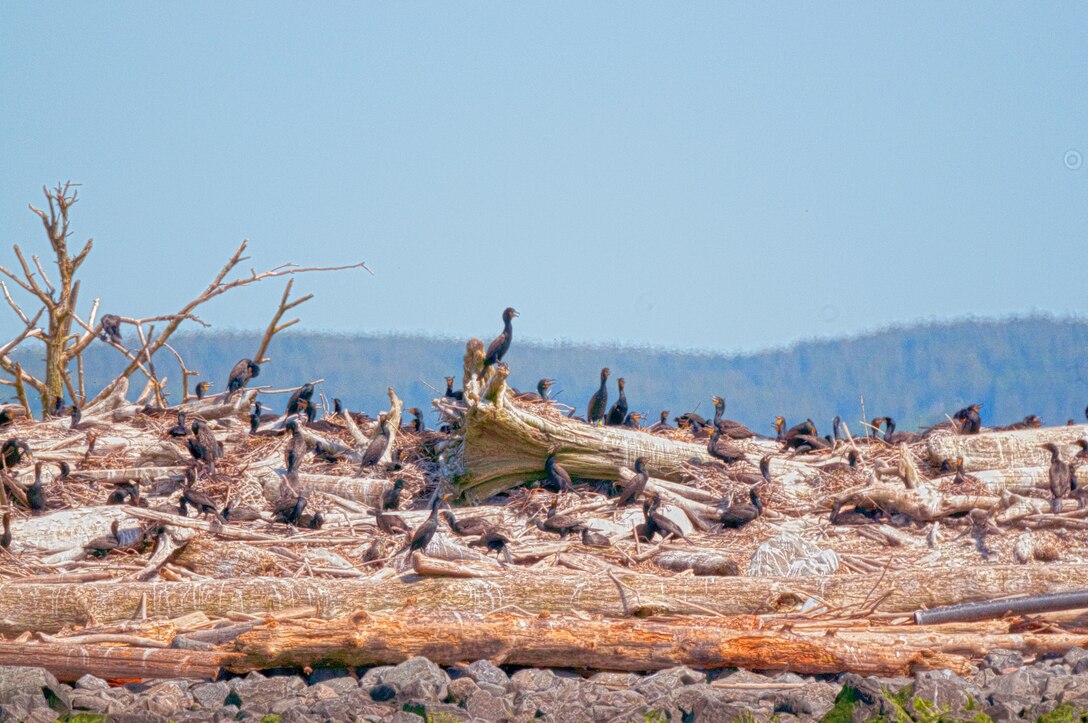 Double-crested cormorants on East Sand Island near the mouth of the Columbia River consume about 11 million juvenile salmonids annually. The young fish, listed under the Endangered Species Act, migrate through the estuary to the Pacific Ocean.
