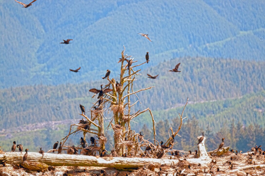Double-crested cormorants on East Sand Island near the mouth of the Columbia River consume about 11 million juvenile salmonids annually. The young fish, listed under the Endangered Species Act, migrate through the estuary to the Pacific Ocean.