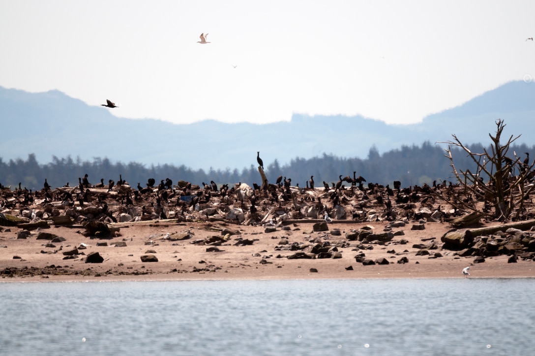 Double-crested cormorants on East Sand Island near the mouth of the Columbia River consume about 11 million juvenile salmonids annually. The young fish, listed under the Endangered Species Act, migrate through the estuary to the Pacific Ocean.