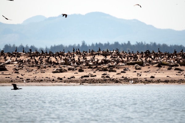 Double-crested cormorants on East Sand Island near the mouth of the Columbia River consume about 11 million juvenile salmonids annually. The young fish, listed under the Endangered Species Act, migrate through the estuary to the Pacific Ocean.