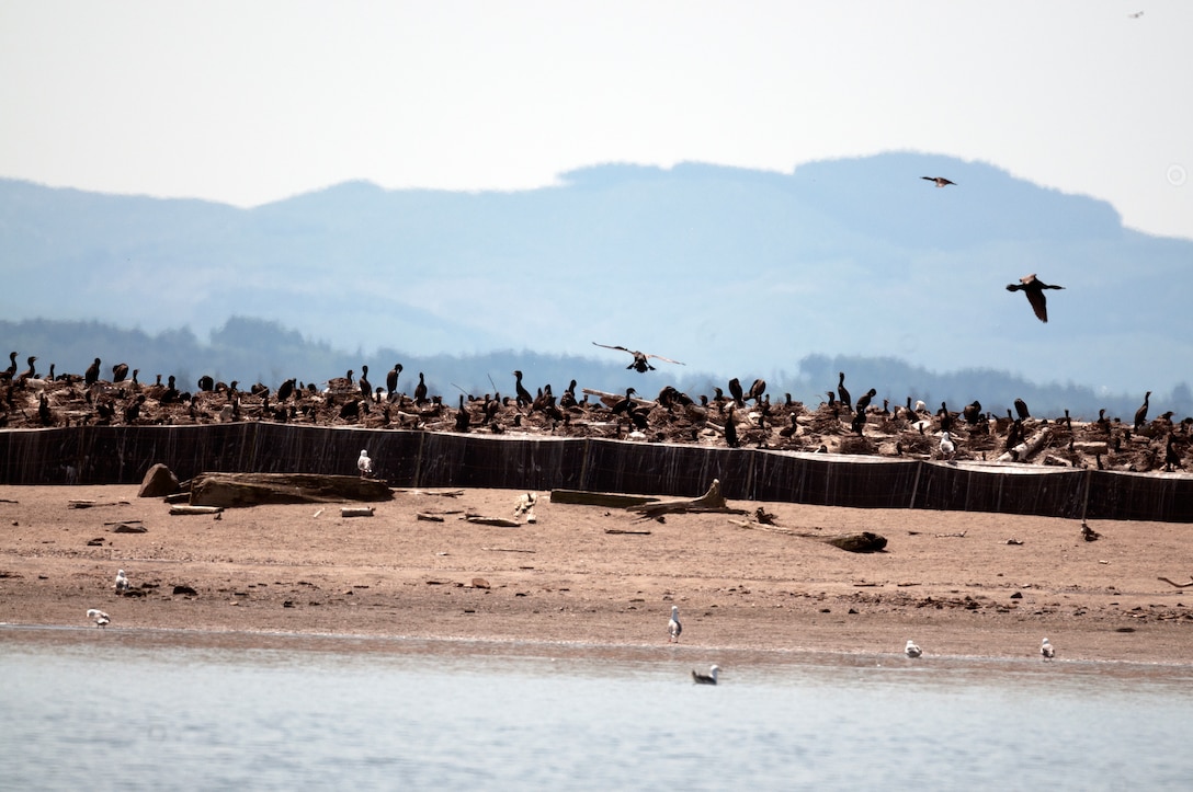 Double-crested cormorants on East Sand Island near the mouth of the Columbia River consume about 11 million juvenile salmonids annually. The young fish, listed under the Endangered Species Act, migrate through the estuary to the Pacific Ocean.