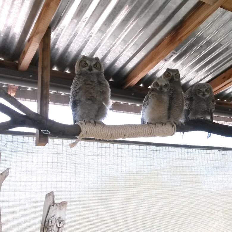 The great horned owl, also known as a hoot owl, cat owl, or winged tiger, has chosen to make its home in the rafters of an open-air maintenance structure in the 309th Aerospace Maintenance and Regeneration Group hangar at Davis-Monthan Air Force Base, Ariz. (Courtesy Photo)