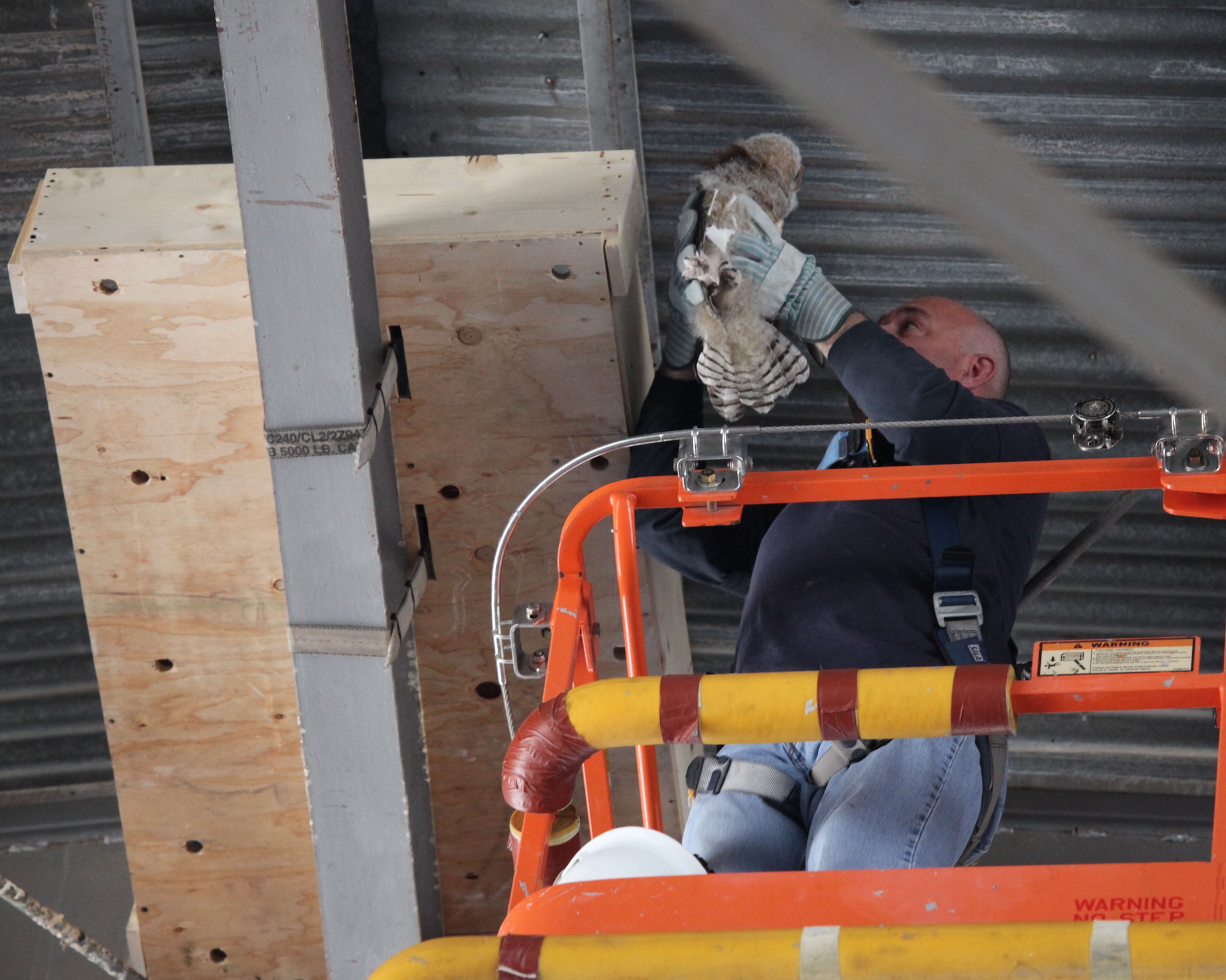 Mr. John Harris, aircraft electrician, returns a hoot owl chick to its new home in the high roof line of a 309th Aerospace Maintenance and Regeneration Group hangar at Davis-Monthan Air Force Base, Ariz. After noticing the baby owls were flying from the nest too early, causing injuries, the AMARG maintainers decided to work with the Tucson Wildlife Center to build and install a suitable habitat for the birds. (Courtesy Photo)