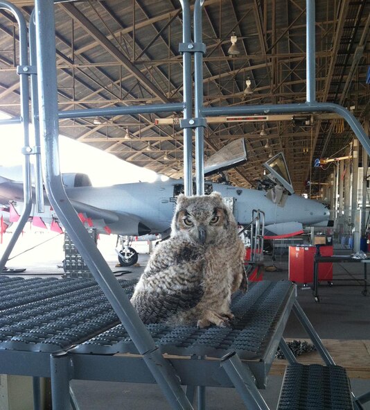 A great horned owl sits on a maintenance stand on the in the 309th Aerospace Maintenance and Regeneration Group Hangar at Davis-Monthan Air Force Base, Ariz. For years, since a family of ravens found alternate accommodations, owls have produced and raised families from their high vantage point above the aircraft maintenance activities. (Courtesy Photo)