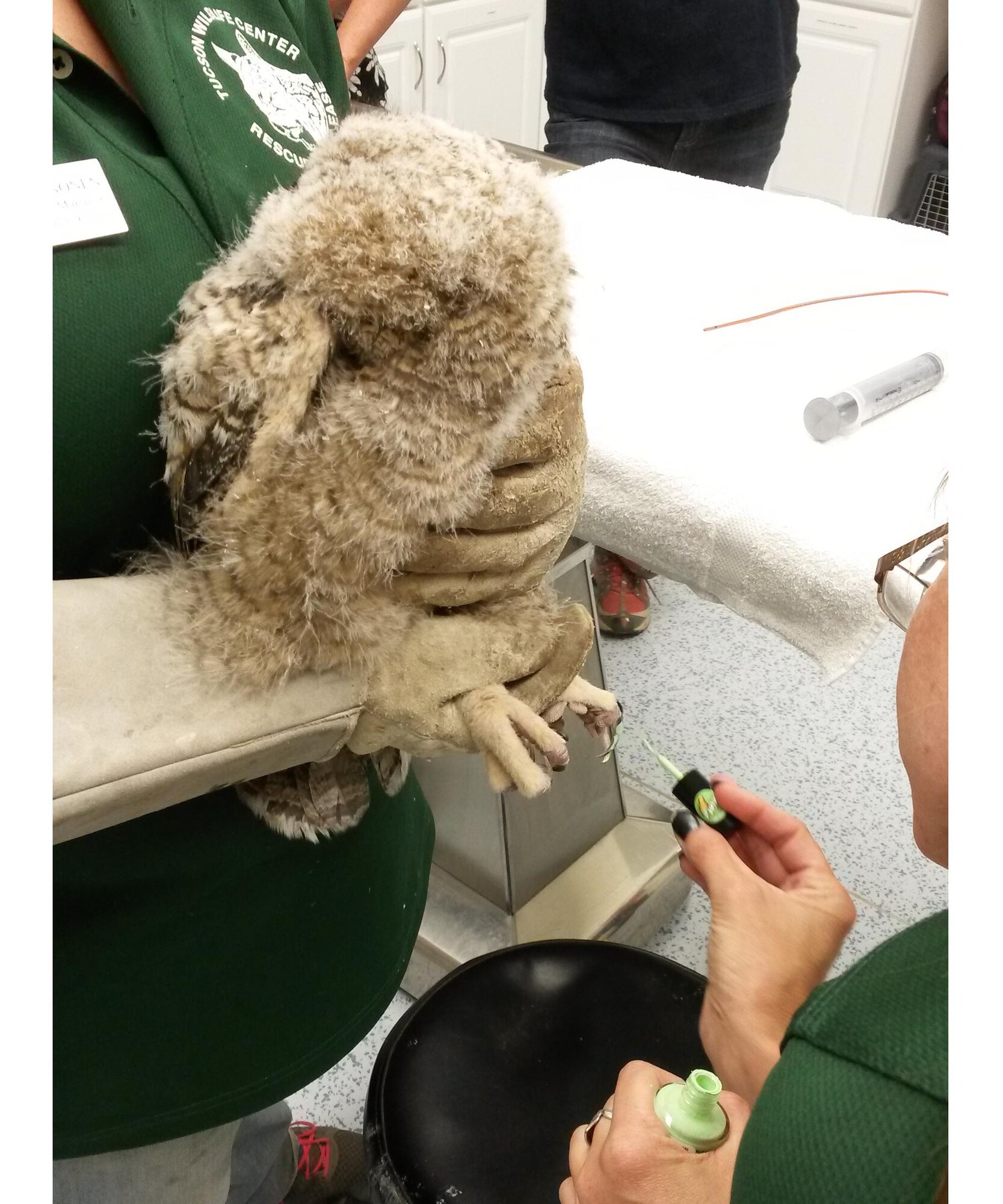 Owlietta, a great horned owl, has her talons painted green for easy recognition during her stay at the Tucson Wildlife Center. Owlietta fell while attempting to fly from the rafters of an open-air maintenance structure in the 309th Aerospace Maintenance and Regeneration Group hangar at Davis-Monthan Air Force Base, Ariz. (Courtesy Photo)