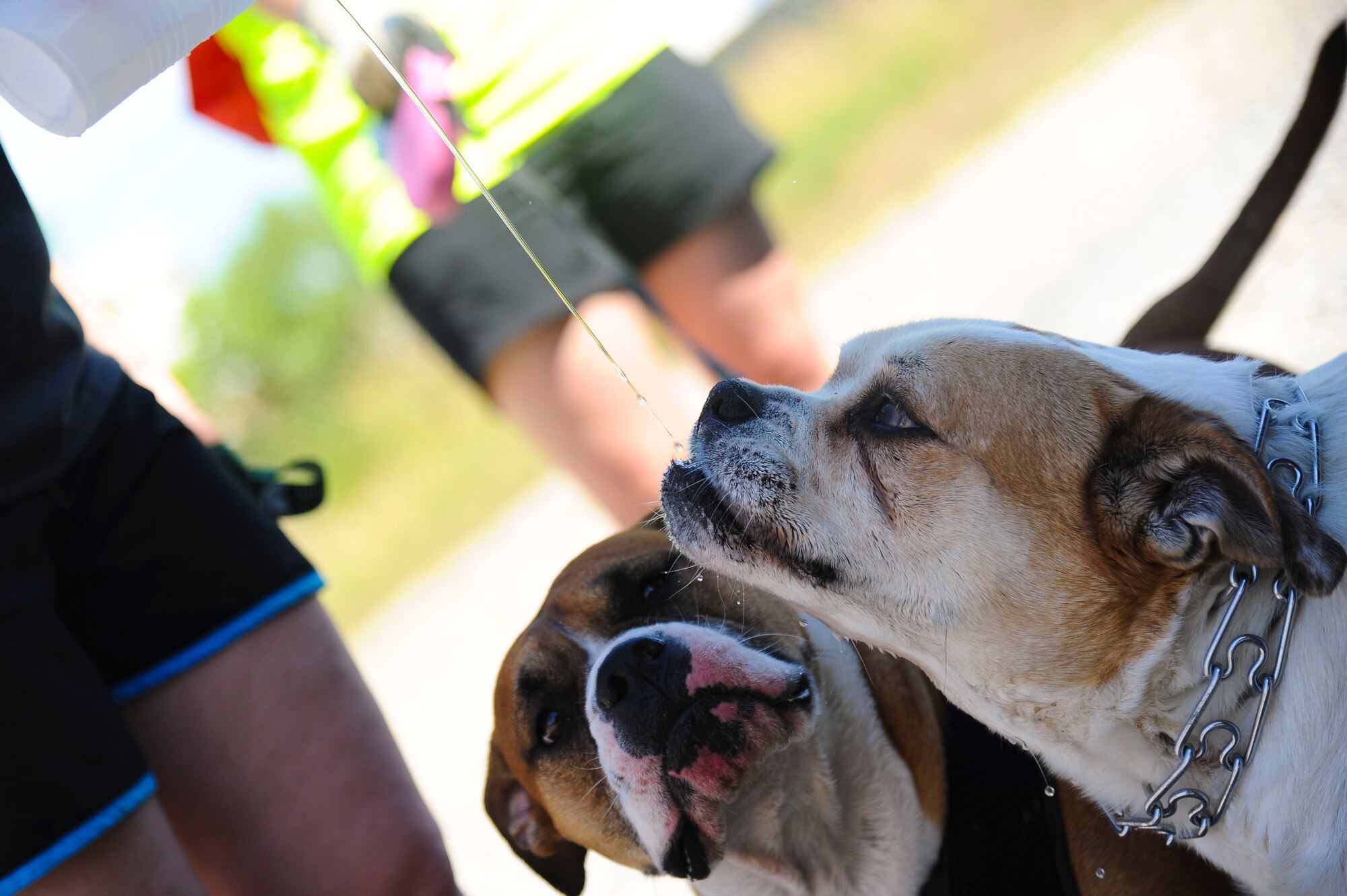 A pair of four-legged Joint Base Langley-Eustis community members take a break from cleaning during Clean the Bay Day at Langley Air Force Base, Va., June 7, 2014. Since the day’s inception in 1989, volunteers have picked up nearly 4.5 million pounds of trash. (U.S. Air Force photo by Senior Airman Austin Harvill/Released) 