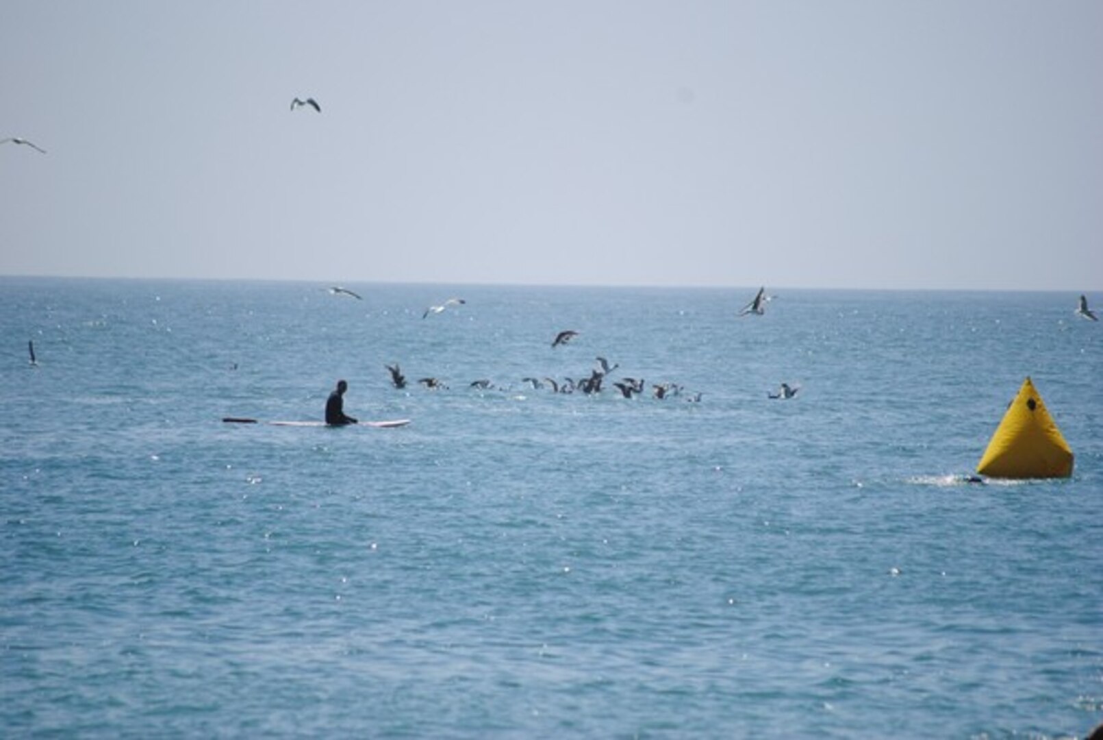 During the ocean swim portion of the Armed Forces Triathlon Championship, seagulls flock to the site where a harbor seal feasts on a fish just a few feet away from the course, marked by the yellow buoy. A professional surfer who volunteered to serve as a spotter for the race gets a close-up view of the show.