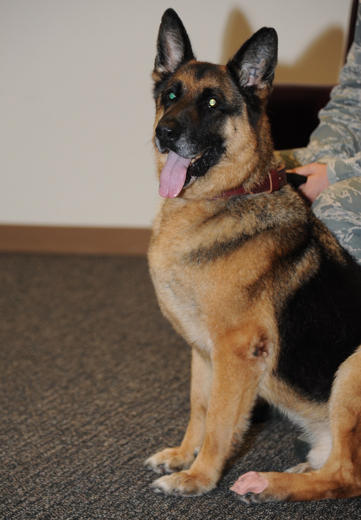 Gino, military working dog, prepares for his retirement ceremony June 12, 2014, at the Roberts Consolidated Maintenance Facility, Keesler Air Force Base, Miss.  Gino is eleven years old and served nine years of military service to the Air Force. (U.S. Air Force photo by Kemberly Groue)