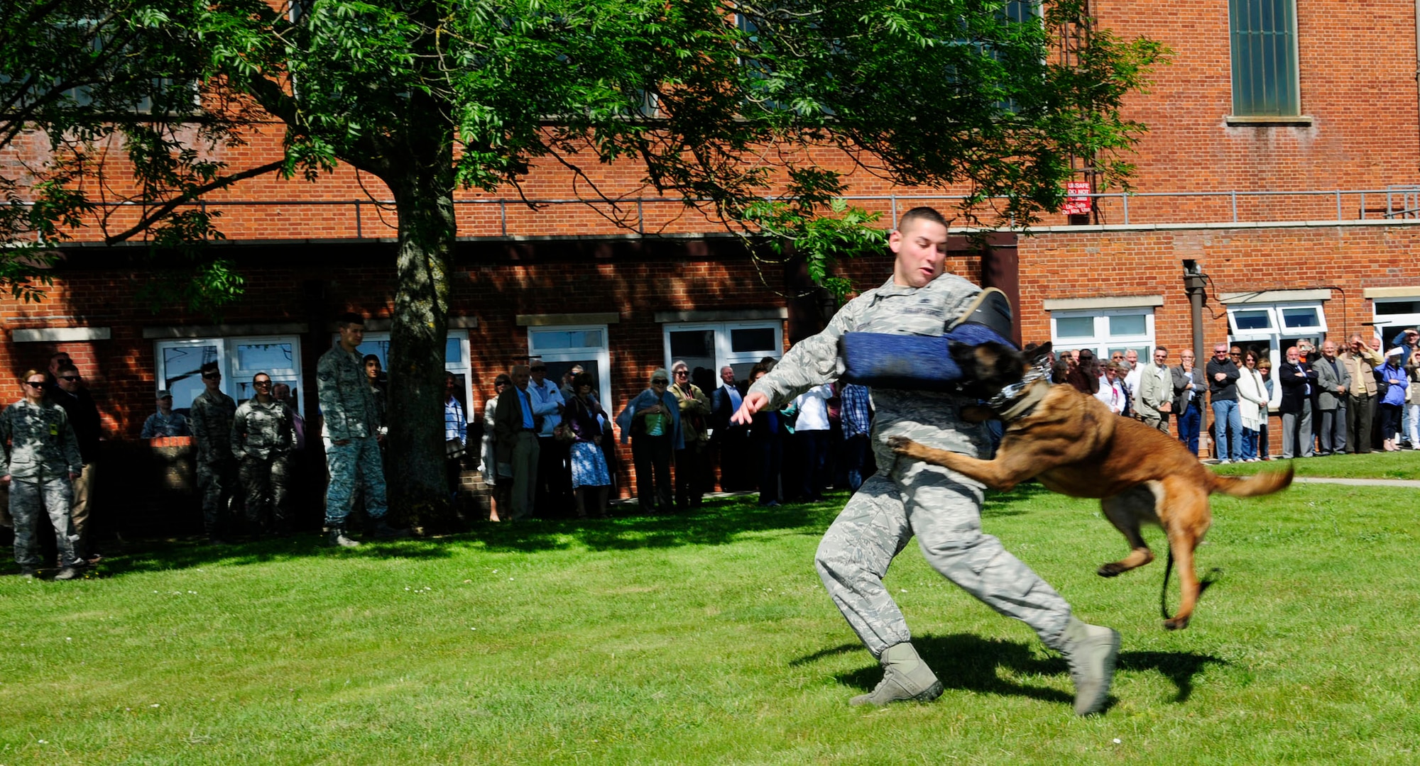 U.S. Air Force Staff Sgt. Joseph Serrano, 100th Security Forces Squadron Military Working Dog handler, acts as a decoy as MWD Vvonya sinks her teeth into a bite sleeve during a demonstration at the Retiree Appreciation Day event June 6, 2014, on RAF Mildenhall, England. Retirees living in the United Kingdom came together for a day dedicated to them and saw demonstrations and static displays. (U.S. Air Force photo/Karen Abeyasekere/Released)