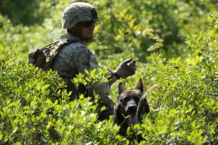 A military working dog handler with the Command Element, 24th Marine Expeditionary Unit, provides security during a vertical assault raid course at Camp Lejeune, N.C., June 17, 2014. The course served to prepare Marines and Sailors for their deployment with the 24th MEU at the end of the year. (U.S. Marine Corps photo by Cpl. Devin Nichols)