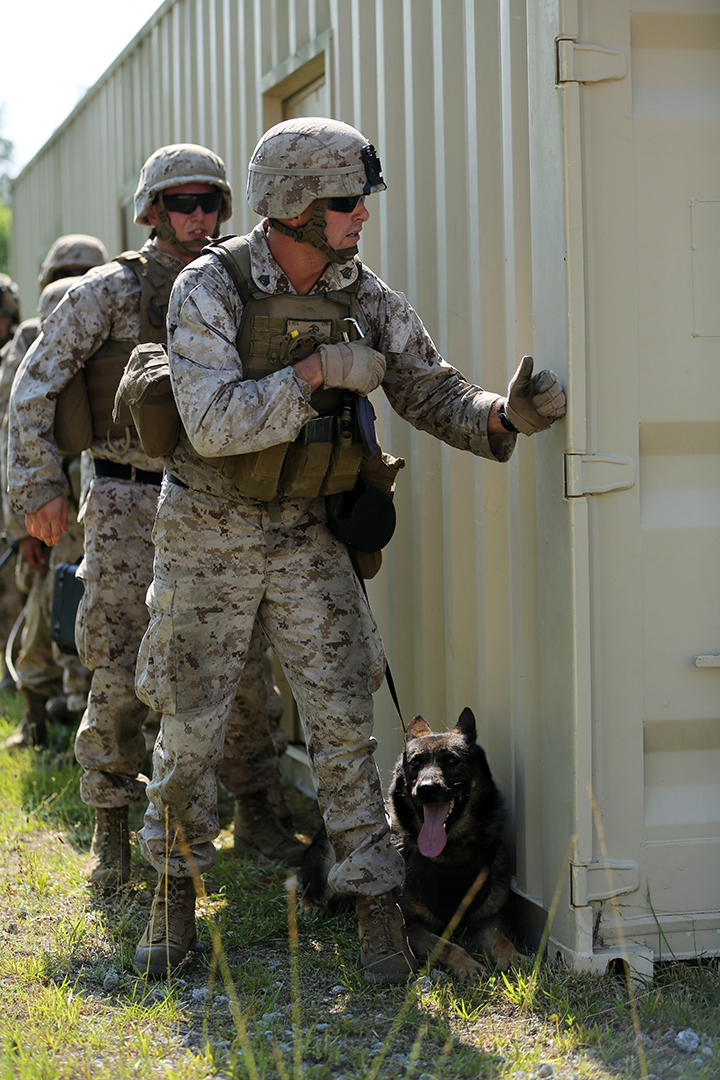 A military working dog handler with the Command Element, 24th Marine Expeditionary Unit, prepares to enter a building during a vertical assault raid course at Camp Lejeune, N.C., June 17, 2014. The course served to prepare Battalion Landing Team 3rd Battalion, 6th Marine Regiment, for their deployment with the 24th MEU at the end of the year. (U.S. Marine Corps photo by Cpl. Devin Nichols)