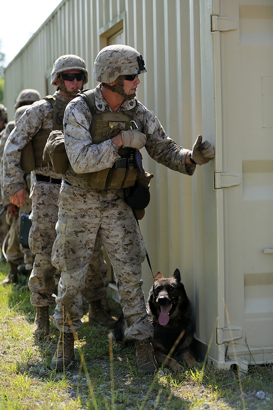A military working dog handler with the Command Element, 24th Marine Expeditionary Unit, prepares to enter a building during a vertical assault raid course at Camp Lejeune, N.C., June 17, 2014. The course served to prepare Battalion Landing Team 3rd Battalion, 6th Marine Regiment, for their deployment with the 24th MEU at the end of the year. (U.S. Marine Corps photo by Cpl. Devin Nichols)